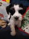 Miniature Schnauzer Puppies for sale in Lovell, WY 82431, USA. price: NA