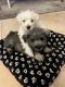 Miniature Schnauzer Puppies for sale in Riverside, CA, USA. price: $875