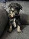 Miniature Schnauzer Puppies for sale in Mt Sterling, KY 40353, USA. price: $600