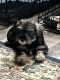 Miniature Schnauzer Puppies for sale in 3625 Old Stage Rd, Brooklyn, WI 53521, USA. price: NA