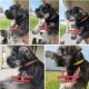 Miniature Schnauzer Puppies for sale in Auburndale, FL 33823, USA. price: $1,200