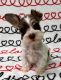 Miniature Schnauzer Puppies for sale in Mitchell, IN 47446, USA. price: NA