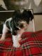 Miniature Schnauzer Puppies for sale in Benson, MN 56215, USA. price: $1,000