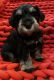 Miniature Schnauzer Puppies for sale in Wolcottville, IN, USA. price: $2,000