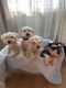 Miniature Schnauzer Puppies for sale in Vado, NM 88072, USA. price: $250