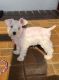 Miniature Schnauzer Puppies for sale in Kissimmee, FL, USA. price: $1,500