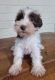 Miniature Schnauzer Puppies for sale in 8920 Nichols Avenue Ext, Fairhope, AL 36532, USA. price: NA