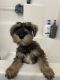 Miniature Schnauzer Puppies for sale in Woodburn, OR 97071, USA. price: $1,000