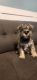 Miniature Schnauzer Puppies for sale in West Jordan, UT, USA. price: $850