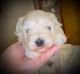 Miniature Schnauzer Puppies for sale in Port Neches, TX, USA. price: NA