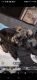 Miniature Schnauzer Puppies for sale in West Hollywood, CA, USA. price: $1,200