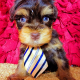 Miniature Schnauzer Puppies for sale in Brownsville, TX, USA. price: $3,000