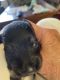 Miniature Schnauzer Puppies for sale in Asheboro, NC, USA. price: $1,500