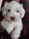 Miniature Schnauzer Puppies for sale in Niles, MI 49120, USA. price: NA