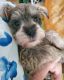 Miniature Schnauzer Puppies for sale in Ocoee, FL, USA. price: $800