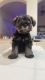Miniature Schnauzer Puppies for sale in Fresno, CA, USA. price: NA
