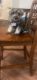 Miniature Schnauzer Puppies for sale in Lawrenceville, GA 30044, USA. price: $1,500