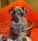 Miniature Schnauzer Puppies for sale in Spring Branch, TX 78070, USA. price: NA