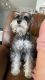 Miniature Schnauzer Puppies for sale in Jacksonville, NC, USA. price: NA