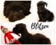 Miniature Schnauzer Puppies for sale in Cedar City, UT, USA. price: $1,900