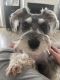 Miniature Schnauzer Puppies for sale in Jacksonville, NC, USA. price: NA