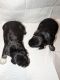 Miniature Schnauzer Puppies for sale in Fort Jennings, OH 45844, USA. price: NA