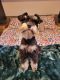 Miniature Schnauzer Puppies for sale in Houston, TX, USA. price: $1,200