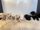 Miniature Schnauzer Puppies for sale in Miami, FL, USA. price: $1,500