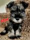 Miniature Schnauzer Puppies for sale in West Valley City, UT, USA. price: $1,400