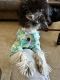 Miniature Schnauzer Puppies for sale in Manhattan, New York, NY, USA. price: NA