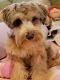Miniature Schnauzer Puppies for sale in Western, AR 71740, USA. price: $850
