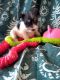 Miniature Schnauzer Puppies for sale in Jacksonville, GA 31544, USA. price: NA