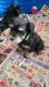 Miniature Schnauzer Puppies for sale in Hebron, IN 46341, USA. price: $1,000