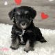 Miniature Schnauzer Puppies for sale in Dallas, TX 75247, USA. price: $600
