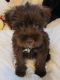 Miniature Schnauzer Puppies for sale in Western, AR 71740, USA. price: NA