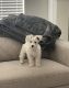 Miniature Schnauzer Puppies for sale in Round Rock, TX, USA. price: $1,600