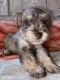 Miniature Schnauzer Puppies for sale in Laredo, TX, USA. price: NA