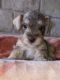 Miniature Schnauzer Puppies for sale in Laredo, TX, USA. price: $800