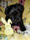 Miniature Schnauzer Puppies for sale in Bartow, FL, USA. price: NA