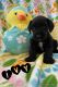 Miniature Schnauzer Puppies for sale in Warrenton, OR, USA. price: $2,500