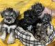 Miniature Schnauzer Puppies for sale in Axton, VA 24054, USA. price: NA