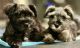 Miniature Schnauzer Puppies for sale in Fresno, CA, USA. price: NA