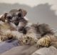 Miniature Schnauzer Puppies for sale in Paducah, KY, USA. price: $900