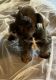 Miniature Schnauzer Puppies for sale in Ripley, MS 38663, USA. price: NA