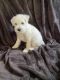Miniature Schnauzer Puppies for sale in Magnolia, TX, USA. price: $400