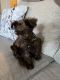 Miniature Schnauzer Puppies for sale in Los Angeles, CA, USA. price: $2,000