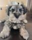 Miniature Schnauzer Puppies for sale in San Antonio, TX, USA. price: $800