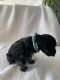 Miniature Schnauzer Puppies for sale in Edmond, OK, USA. price: NA