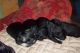 Miniature Schnauzer Puppies for sale in Hardinsburg, IN 47125, USA. price: $200