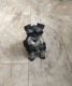 Miniature Schnauzer Puppies for sale in Coeur d'Alene, ID, USA. price: NA